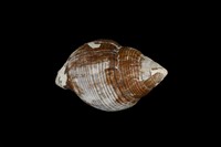 藏品(釣錘旋螺)的圖片